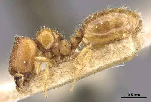 Carebara mjobergi specimen CASENT0908908 image casent0908908_3
