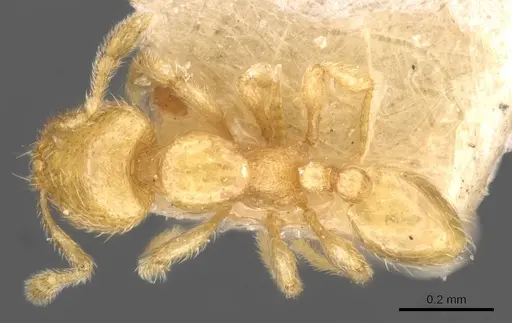 Carebara mjobergi specimen CASENT0908909 image casent0908909_1