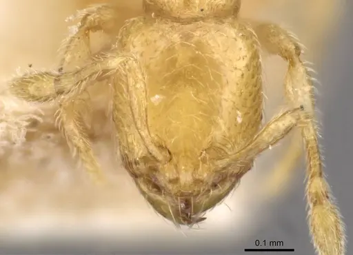 Carebara mjobergi specimen CASENT0908909 image casent0908909_2