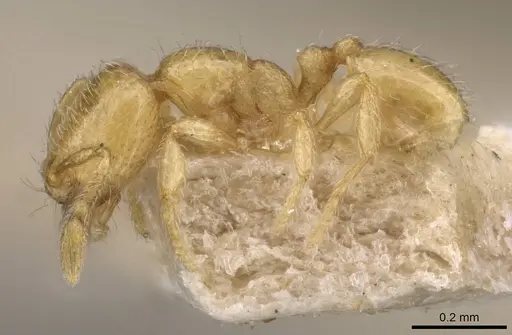 Carebara mjobergi specimen CASENT0908909 image casent0908909_3