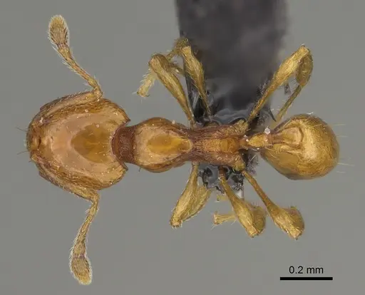 Carebara nicotianae specimen CASENT0066894 image casent0066894_1