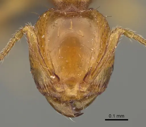 Carebara nicotianae specimen CASENT0066894 image casent0066894_2