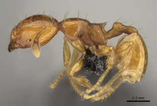 Carebara nicotianae specimen CASENT0066894 image casent0066894_3