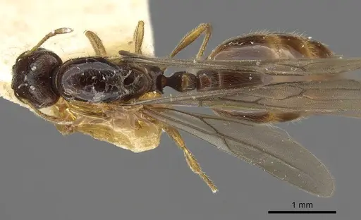 Carebara norfolkensis specimen CASENT0902389 image casent0902389_1