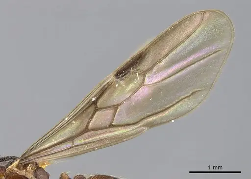 Carebara norfolkensis specimen CASENT0902389 image casent0902389_4
