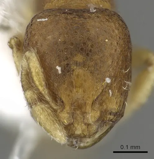 Carebara nuda specimen CASENT0902393 image casent0902393_2