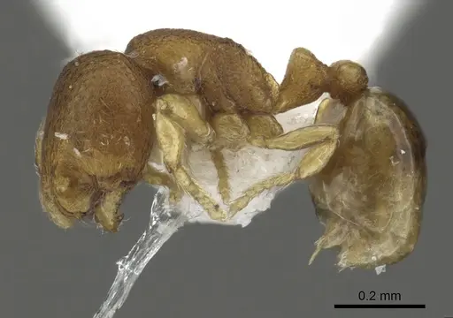 Carebara nuda specimen CASENT0902393 image casent0902393_3