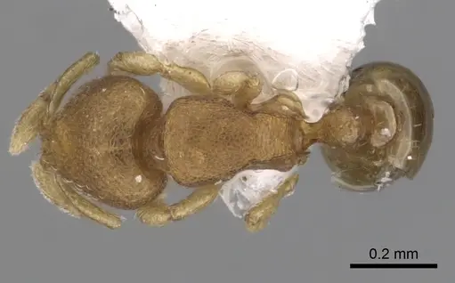 Carebara nuda specimen JTLC000003300 image jtlc000003300_1