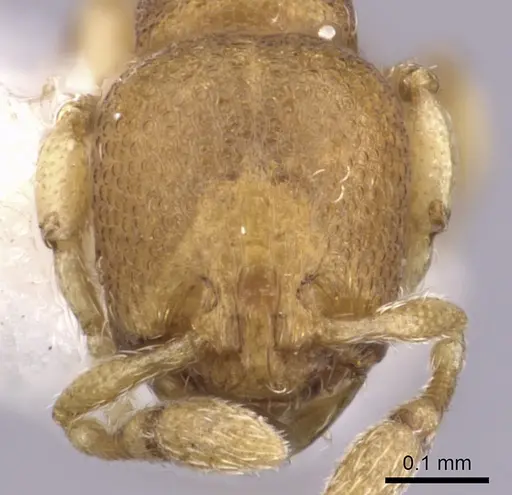 Carebara nuda specimen JTLC000003300 image jtlc000003300_2