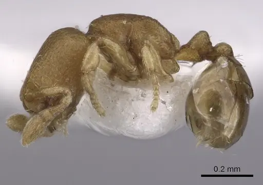 Carebara nuda specimen JTLC000003300 image jtlc000003300_3