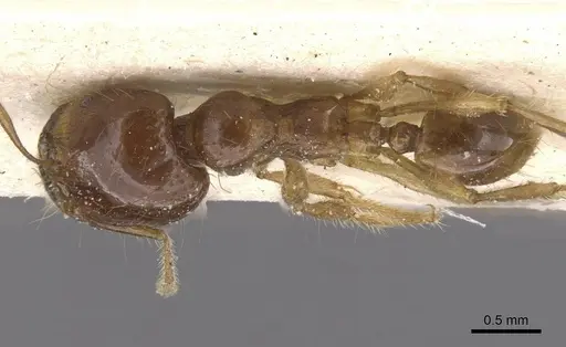 Carebara obscura specimen CASENT0913543 image casent0913543_1