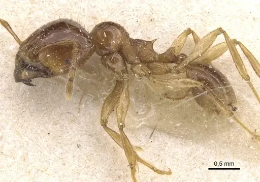 Carebara obscura specimen CASENT0913543 image casent0913543_3