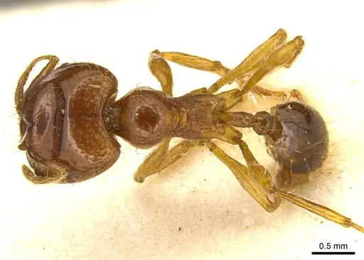 Carebara obscura specimen CASENT0916039 image casent0916039_1