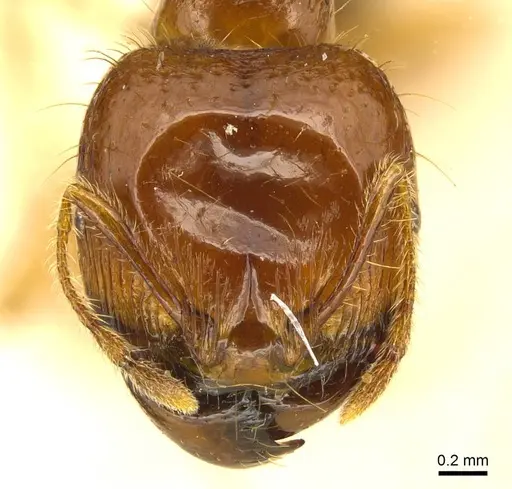 Carebara obscura specimen CASENT0916039 image casent0916039_2