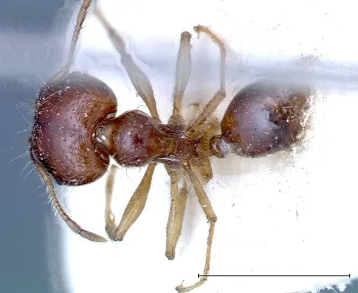 Carebara obscura specimen FOCOL0287 image focol0287_1