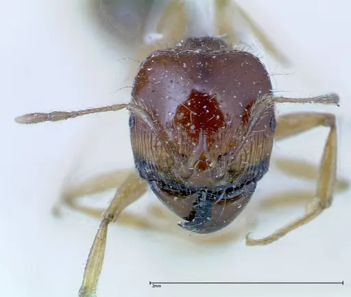 Carebara obscura specimen FOCOL0287 image focol0287_2