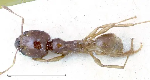 Carebara obscura specimen FOCOL0288 image focol0288_1