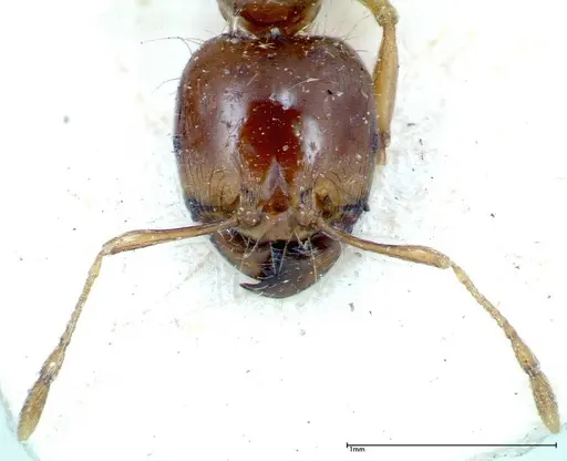 Carebara obscura specimen FOCOL0288 image focol0288_2