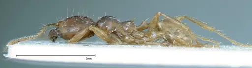 Carebara obscura specimen FOCOL0288 image focol0288_3