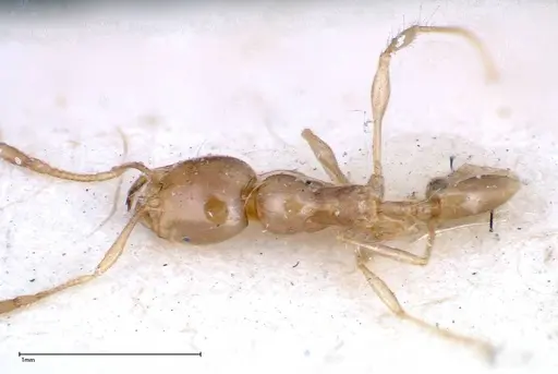Carebara obscura specimen FOCOL0289 image focol0289_1