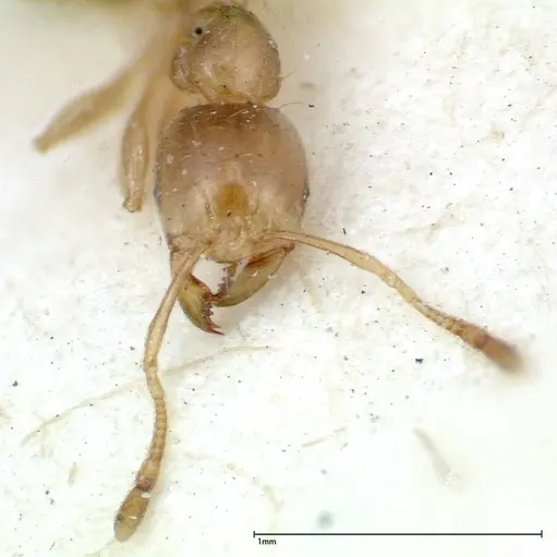 Carebara obscura specimen FOCOL0289 image focol0289_2