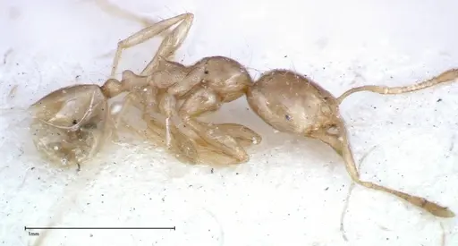 Carebara obscura specimen FOCOL0289 image focol0289_3