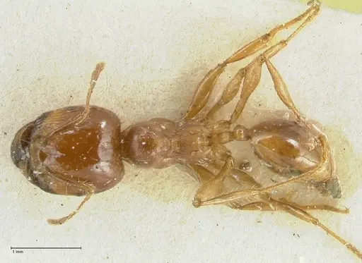 Carebara obscura specimen FOCOL1901 image focol1901_1