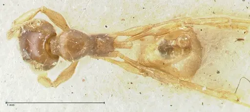 Carebara obscura specimen FOCOL1902 image focol1902_1