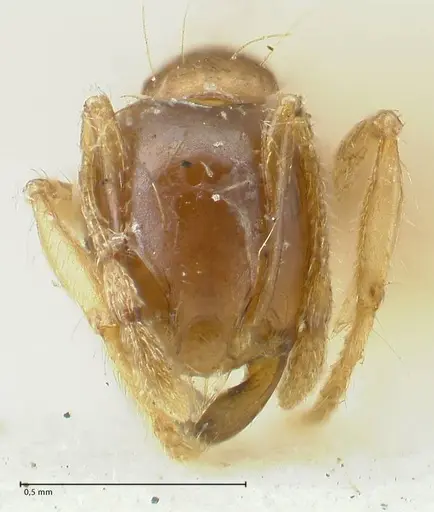 Carebara obscura specimen FOCOL1902 image focol1902_2