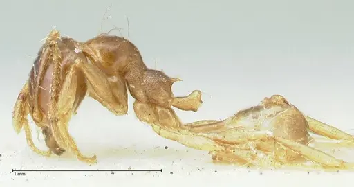 Carebara obscura specimen FOCOL1902 image focol1902_3