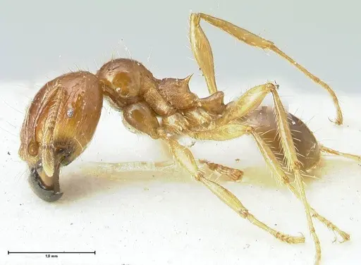 Carebara obscura specimen FOCOL1903 image focol1903_3