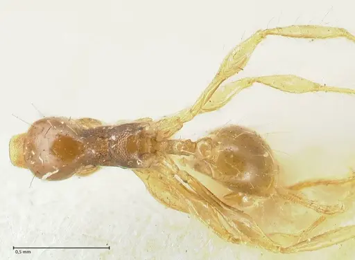 Carebara obscura specimen FOCOL1904 image focol1904_1