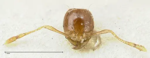 Carebara obscura specimen FOCOL1904 image focol1904_2