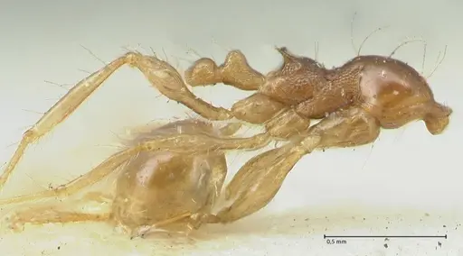 Carebara obscura specimen FOCOL1904 image focol1904_4