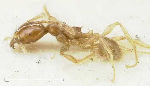 Carebara obscura specimen FOCOL1905 image focol1905_3