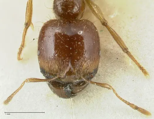 Carebara obscura specimen FOCOL1906 image focol1906_2