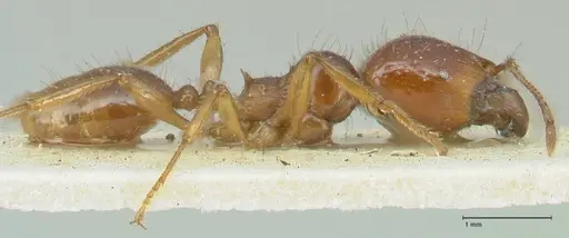 Carebara obscura specimen FOCOL1906 image focol1906_4