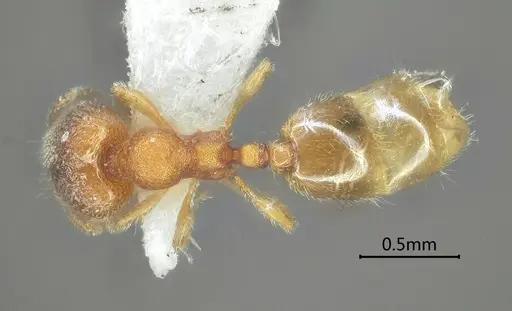 Carebara obtusidenta specimen ANTWEB1060558 image antweb1060558_1