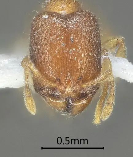 Carebara obtusidenta specimen ANTWEB1060558 image antweb1060558_2