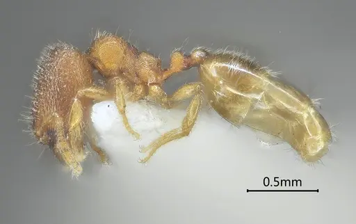 Carebara obtusidenta specimen ANTWEB1060558 image antweb1060558_3