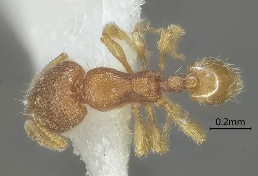 Carebara obtusidenta specimen ANTWEB1060559 image antweb1060559_1