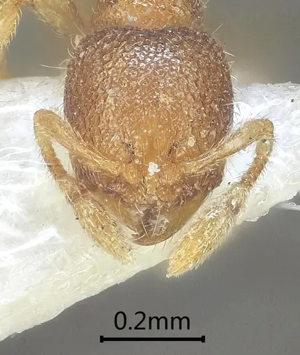 Carebara obtusidenta specimen ANTWEB1060559 image antweb1060559_2