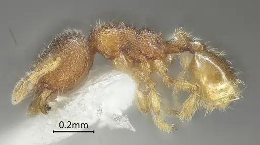 Carebara obtusidenta specimen ANTWEB1060559 image antweb1060559_3