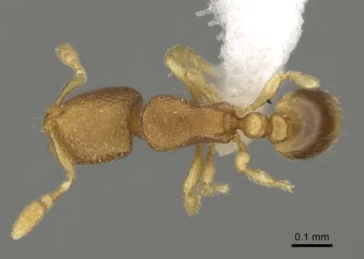 Carebara octata specimen CASENT0417582 image casent0417582_1
