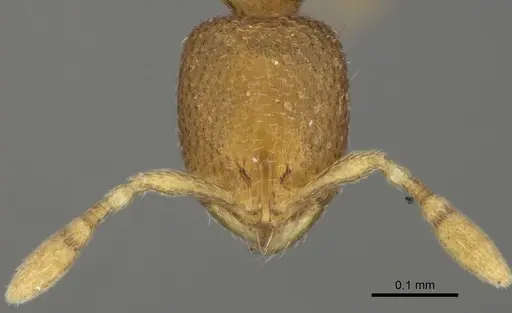 Carebara octata specimen CASENT0417582 image casent0417582_2
