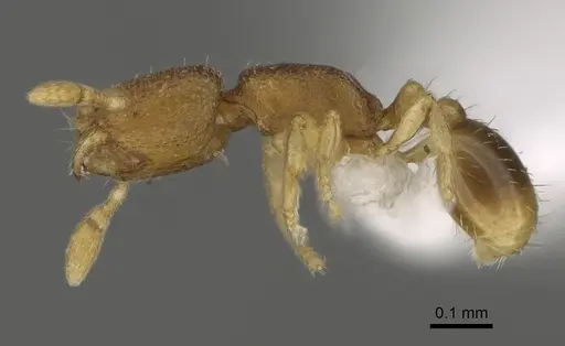 Carebara octata specimen CASENT0417582 image casent0417582_3