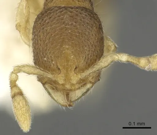 Carebara octata specimen CASENT0902370 image casent0902370_2