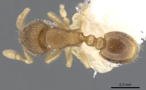 Carebara octata specimen CASENT0911213 image casent0911213_1