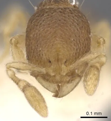 Carebara octata specimen CASENT0911213 image casent0911213_2