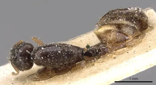 Carebara oertzeni specimen CASENT0908910 image casent0908910_1